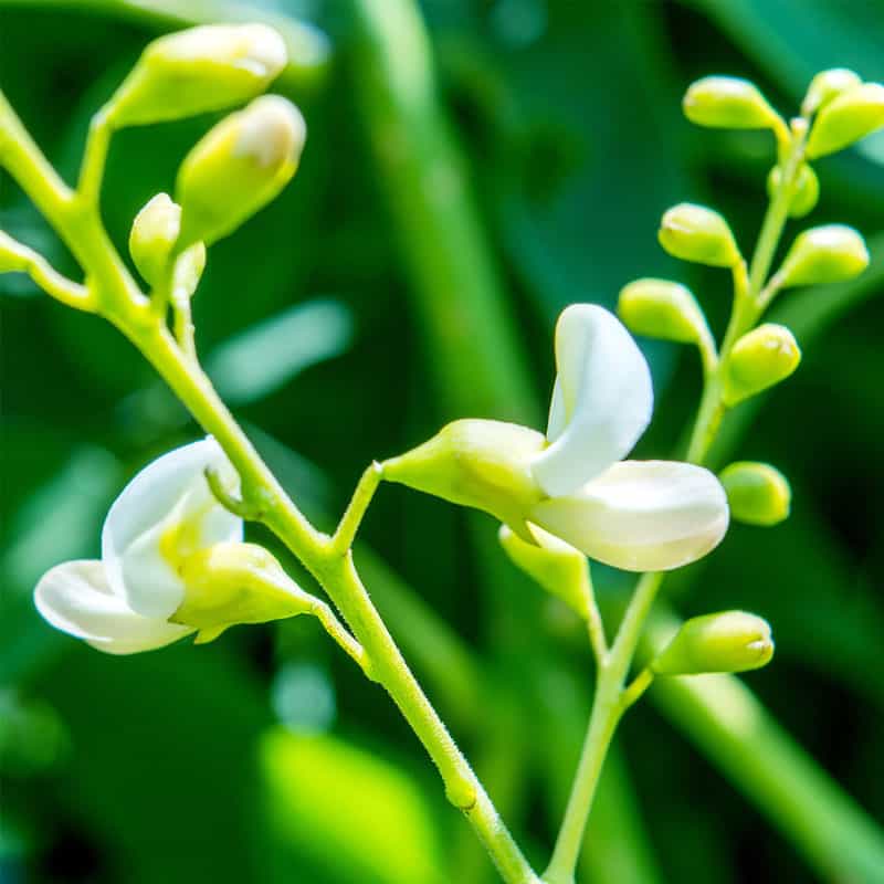 Quercetina, antistaminico naturale Quercetina, antistaminici naturali