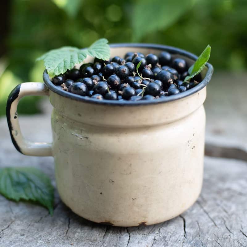 Ribes nero, antistaminici naturali Ribes nero, antistaminici naturali