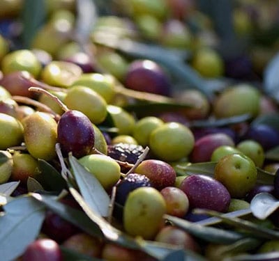 Olive, verdure senza istamina Olive, verdure senza istamina