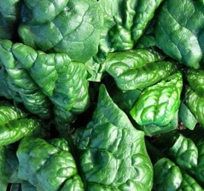 Spinaci, verdure senza istamina Spinaci, verdure senza istamina